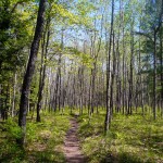 Manistee River Trail
