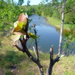 Manistee River Trail